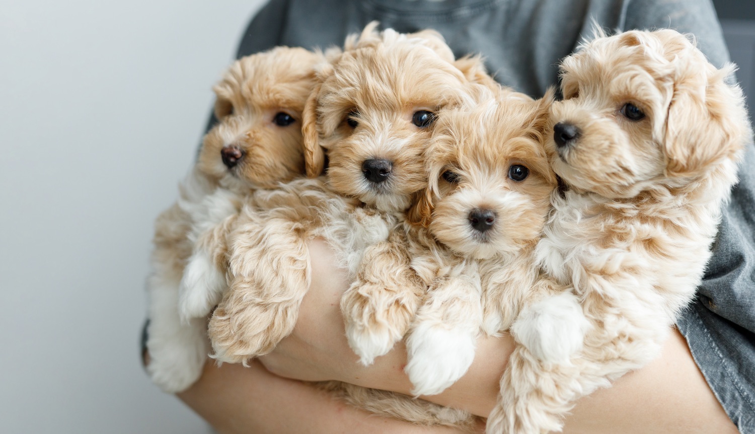 Four cream and apricot curly-coated puppies cradled together in a person's arms