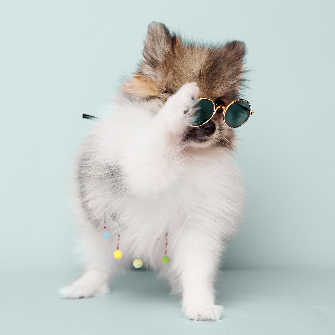 A fluffy Pomeranian puppy wearing round sunglasses and raising one paw