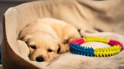 Puppy Training Tips: A Guide to Raising a Well-Behaved Companion
