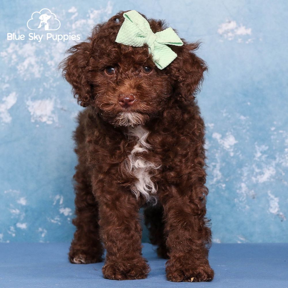 Juliet Toy Poodle Puppy Adopted In