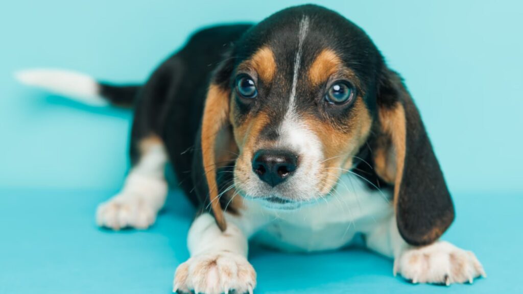 Beagle Puppies for Sale