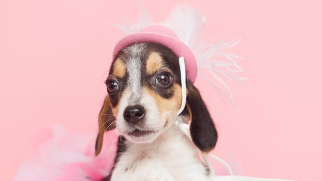 Characteristics and Traits of Beagle