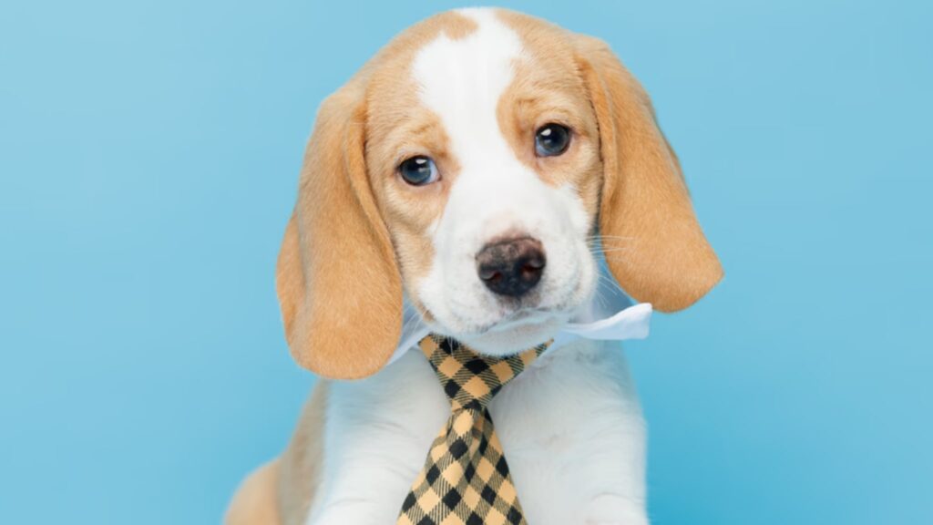 Beagle puppies will steal your heart with their friendly disposition and appearance