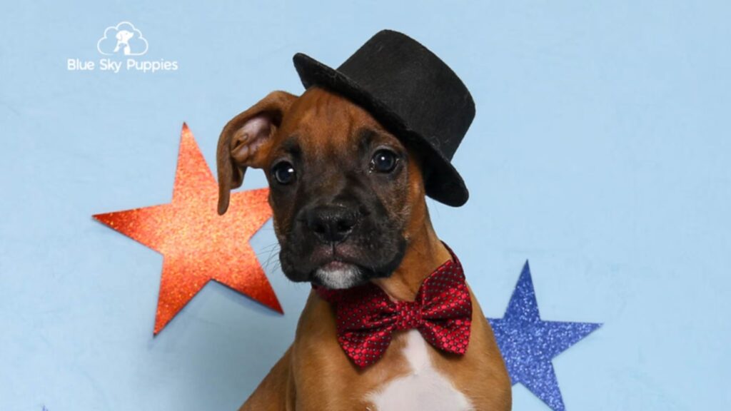 Boxer Puppies For Sale