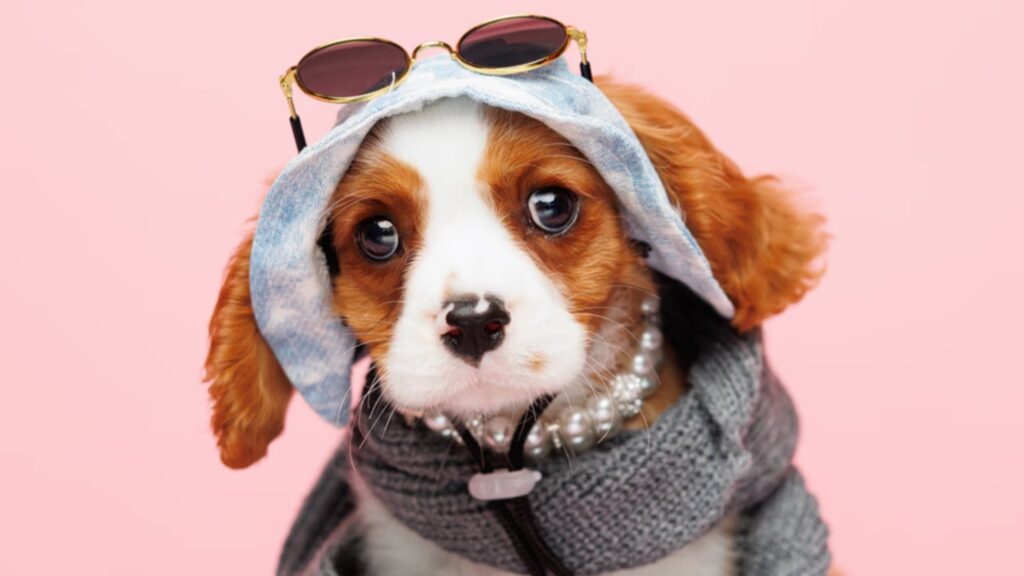 Cavalier King Charles Spaniel Puppies for Sale