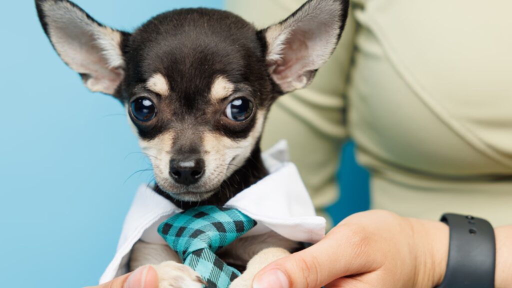Chihuahua Puppies for Sale