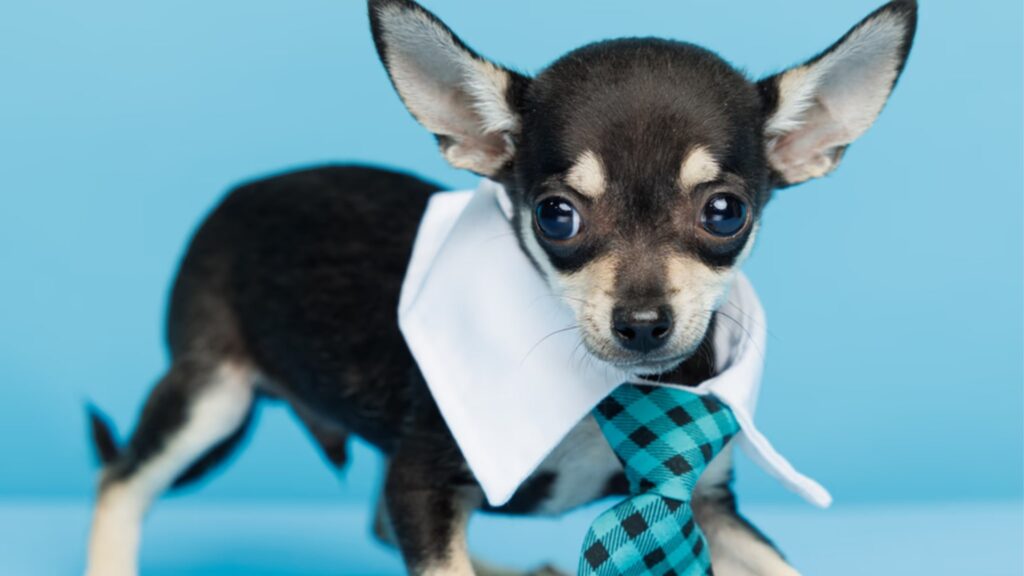 Characteristics and Traits of the Chihuahua