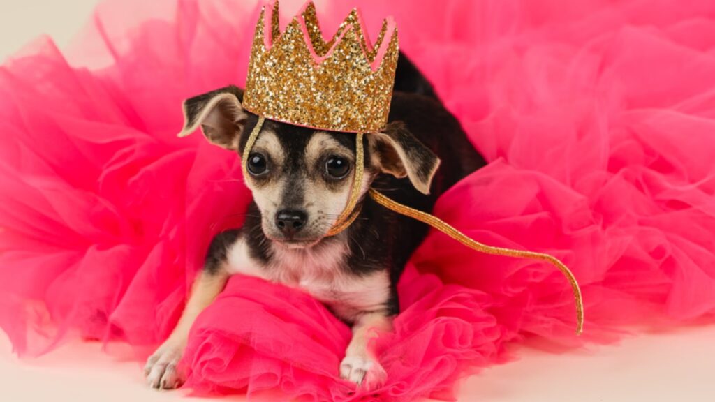 Chihuahuas are a unique and delightful breed