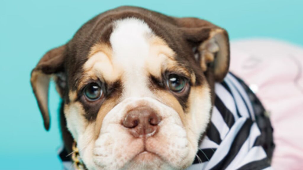 English Bulldog Puppies for Sale