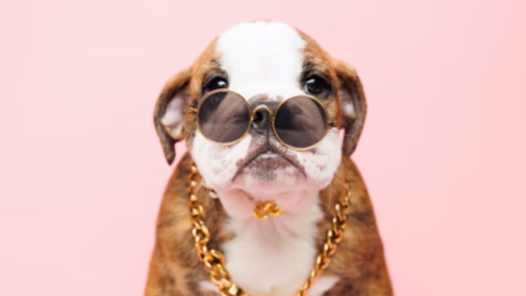 Characteristics and Traits of English Bulldog Puppies for Sale