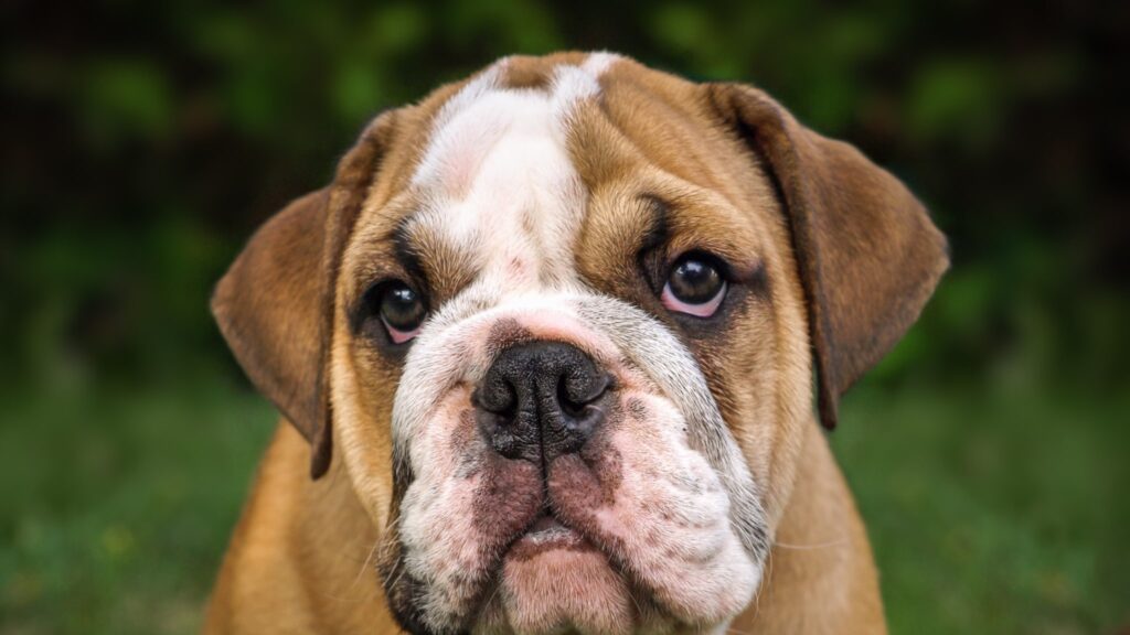An English Bulldog is Ready to Be Your Family Member! Bring it home