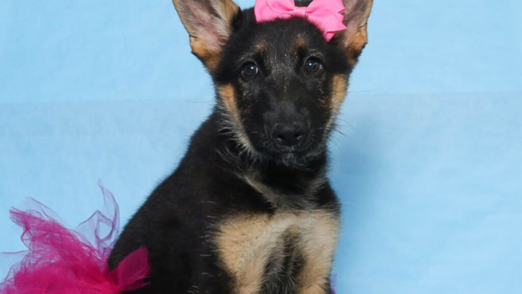 German Shepherd Puppies for Sale