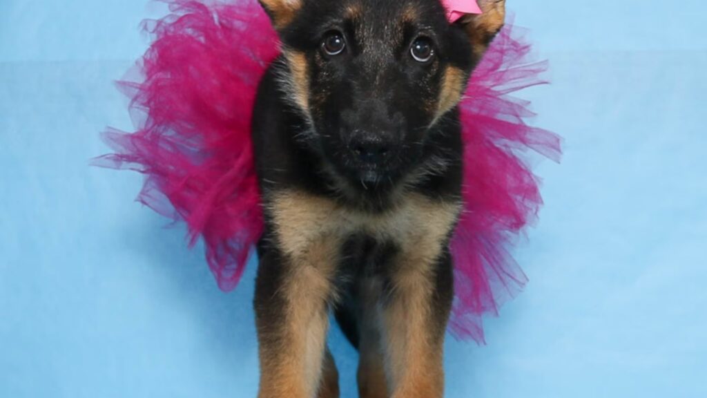 Characteristics and Traits of German Shepherd