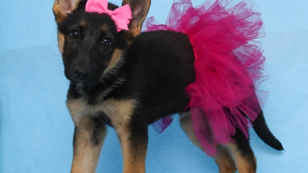 German Shepherds are a remarkable breed known for their intelligence, loyalty, and versatility
