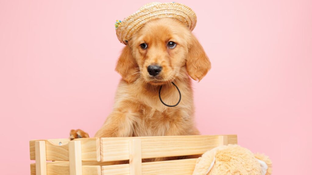 Golden Retriever Puppies for Sale — Understanding the Most Gentle Dog Breed