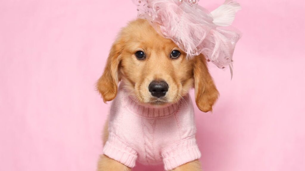 Golden Retriever Breed