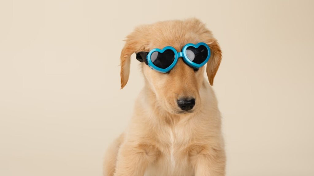 Golden Retriever Puppies For Sale