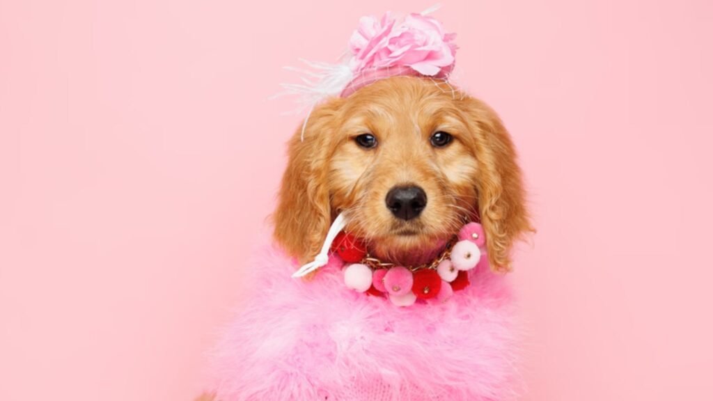 Goldendoodle Puppies for Sale