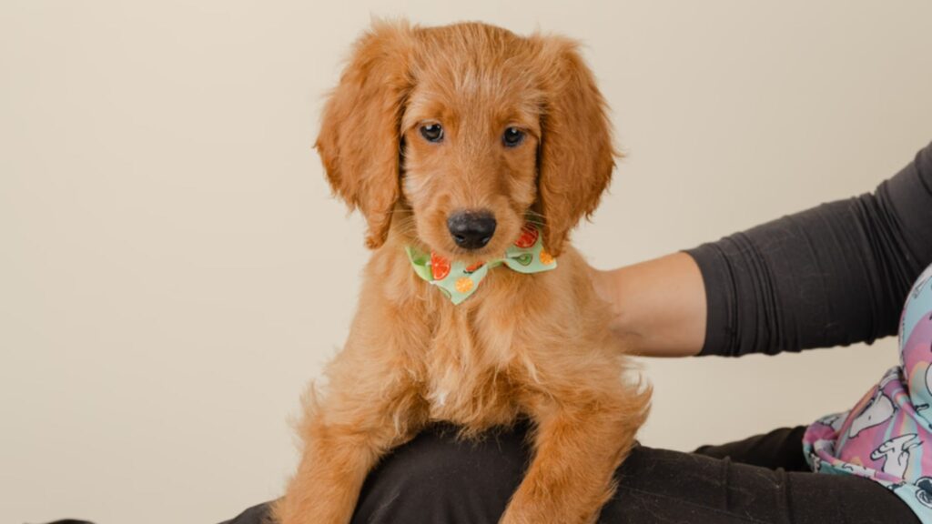 Characteristics and Traits of Goldendoodle