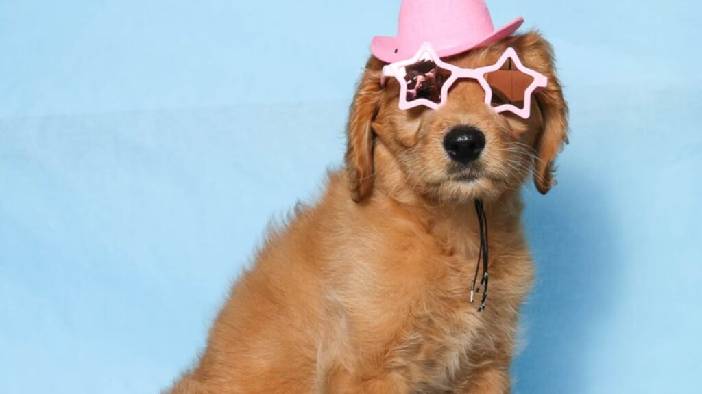Goldendoodles are a beautiful combination of cunning, love, and adaptability