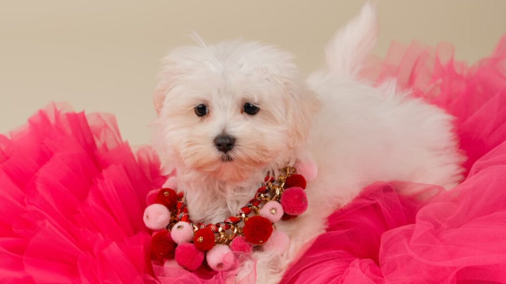 Maltese Puppies for Sale
