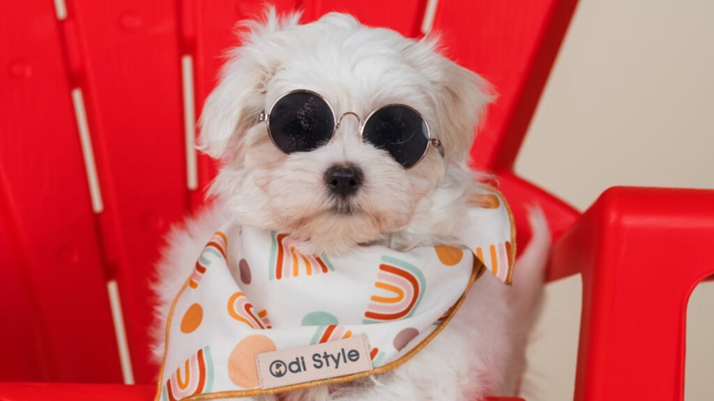 Want a Maltese? Get it from Blue Sky Puppies!