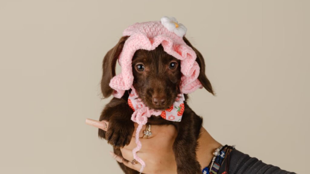 Mini Dachshund Puppies for Sale
