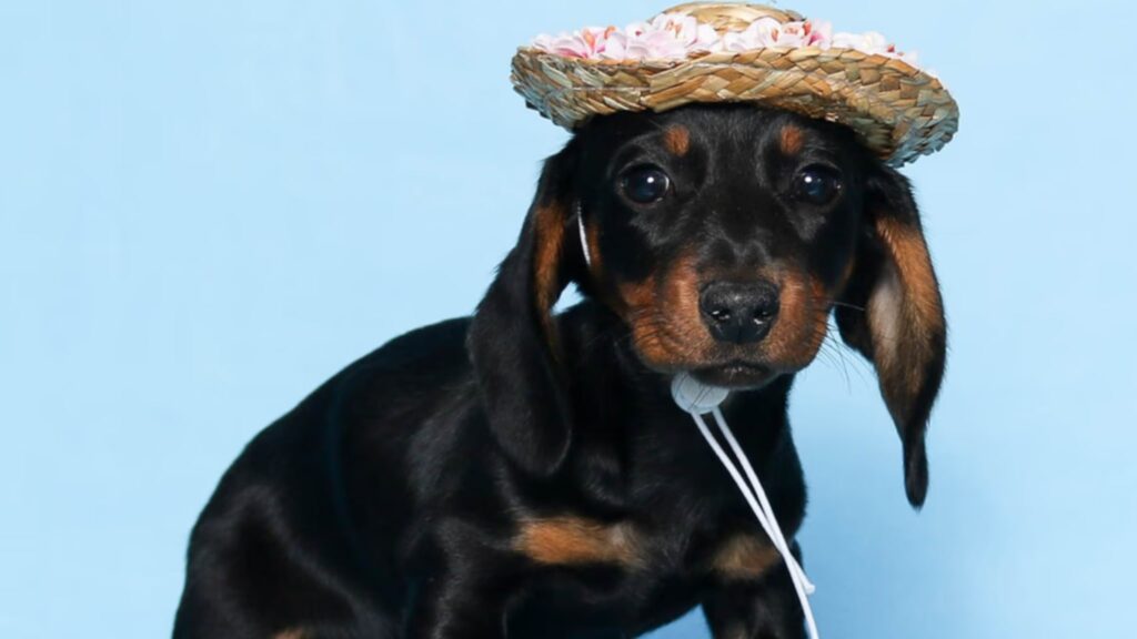 Appearance of Mini Dachshund