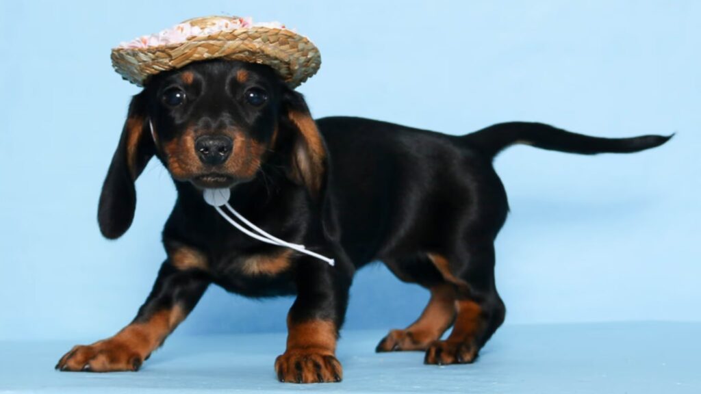 Mini Dachshunds for Sale
