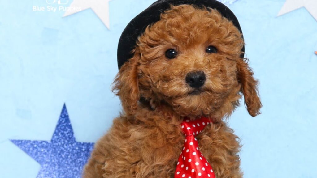 Mini Poodle Puppies For Sale