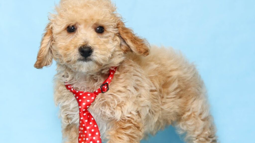 Characteristics and Traits of Mini Poodle Puppies for Sale
