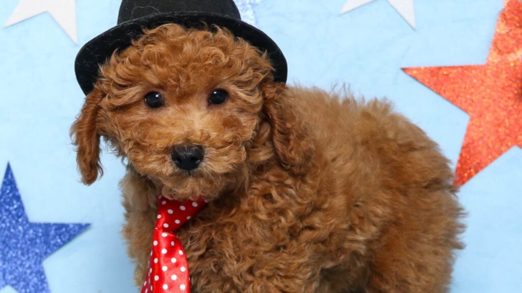 Mini Poodles are known for their high intelligence and quick learning