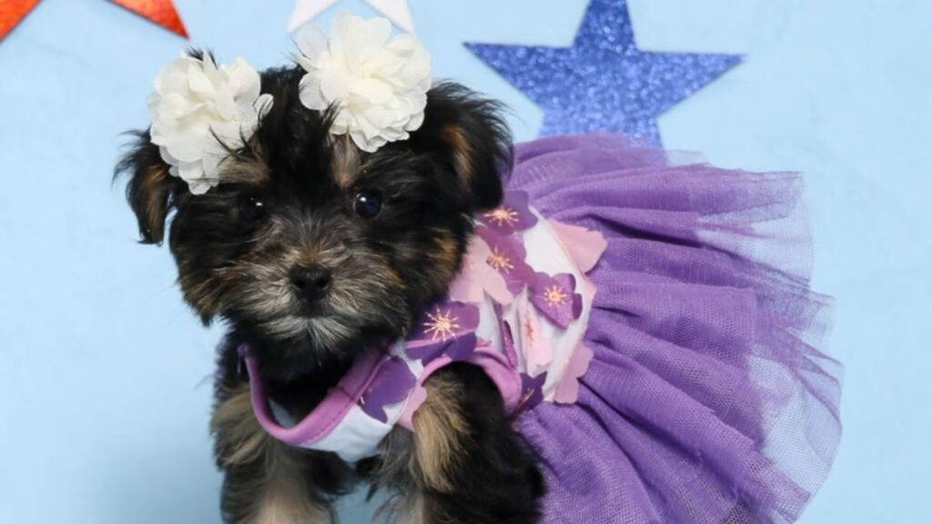 Characteristics and Traits of Mini Schnauzer Puppies for Sale