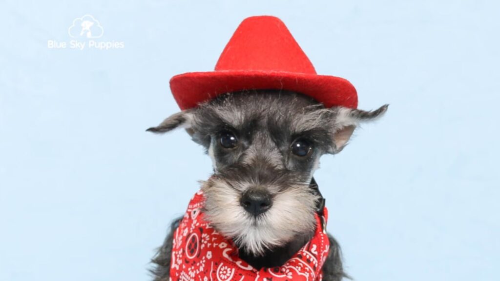 A Miniature Schnauzer is Ready to Be Your Family Member!