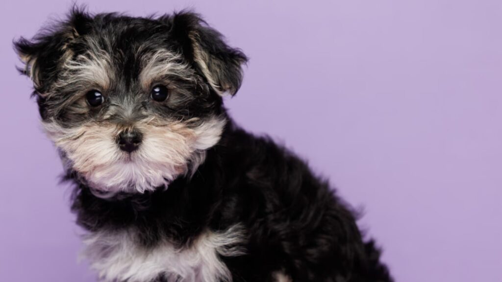Morkie Puppies For Sale