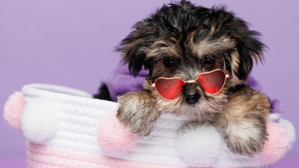Characteristics and Traits of Morkie Puppies for Sale