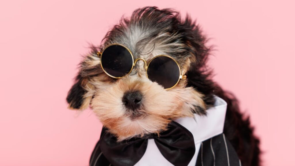 A Morkie Puppy is Ready to Be Your Family Member