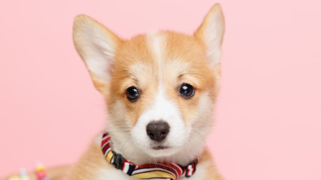Pembroke Welsh Corgi Puppies for Sale