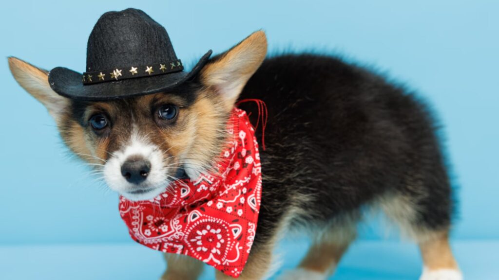 Pembroke Welsh Corgis are charming, intelligent, and affectionate dogs