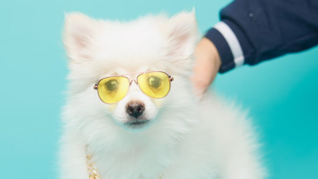 Pomeranian Puppies for Sale