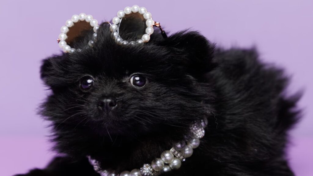 Pomeranian Breed: Characteristics and Care Requirements