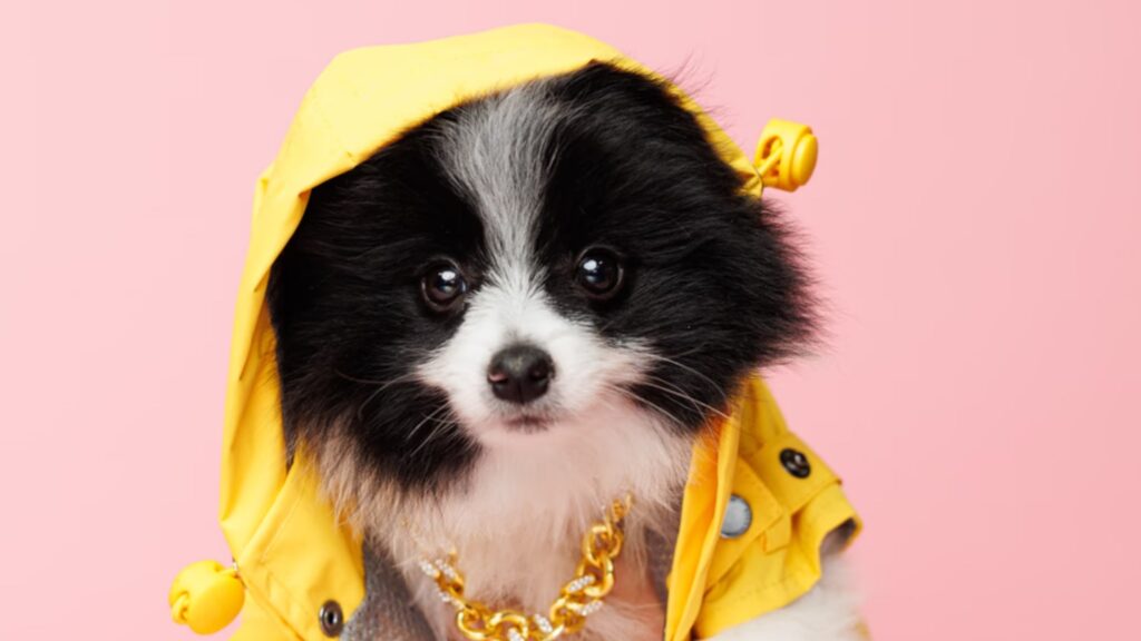 The perfect combination of adorable appearance, intelligent nature