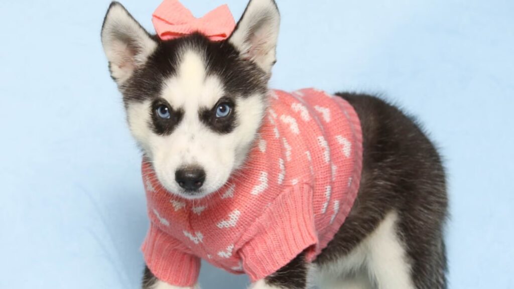 Siberian Husky Puppies for Sale