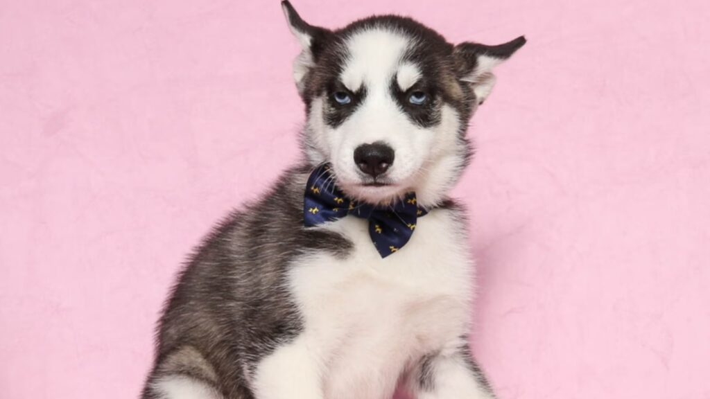 Characteristics and Traits of Siberian Husky