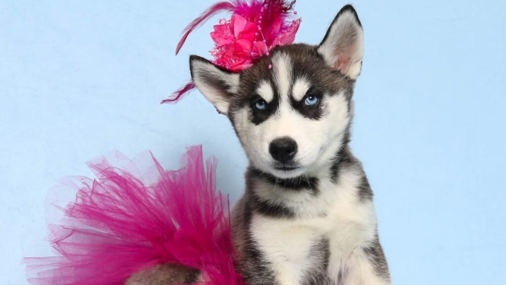 Get a Siberian Husky at Blue Sky Puppies