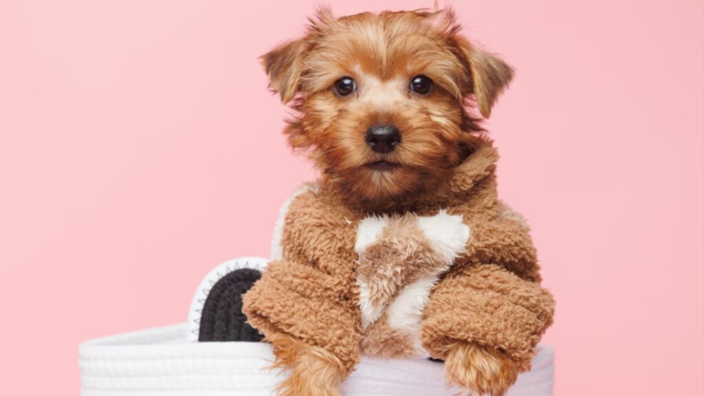 Yorkshire Terrier Puppies for Sale