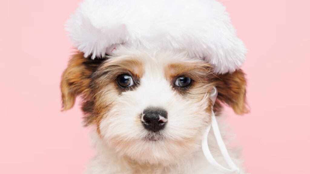 Buying a Yorkshire Terrier for Sale Starts with Blue Sky Puppies