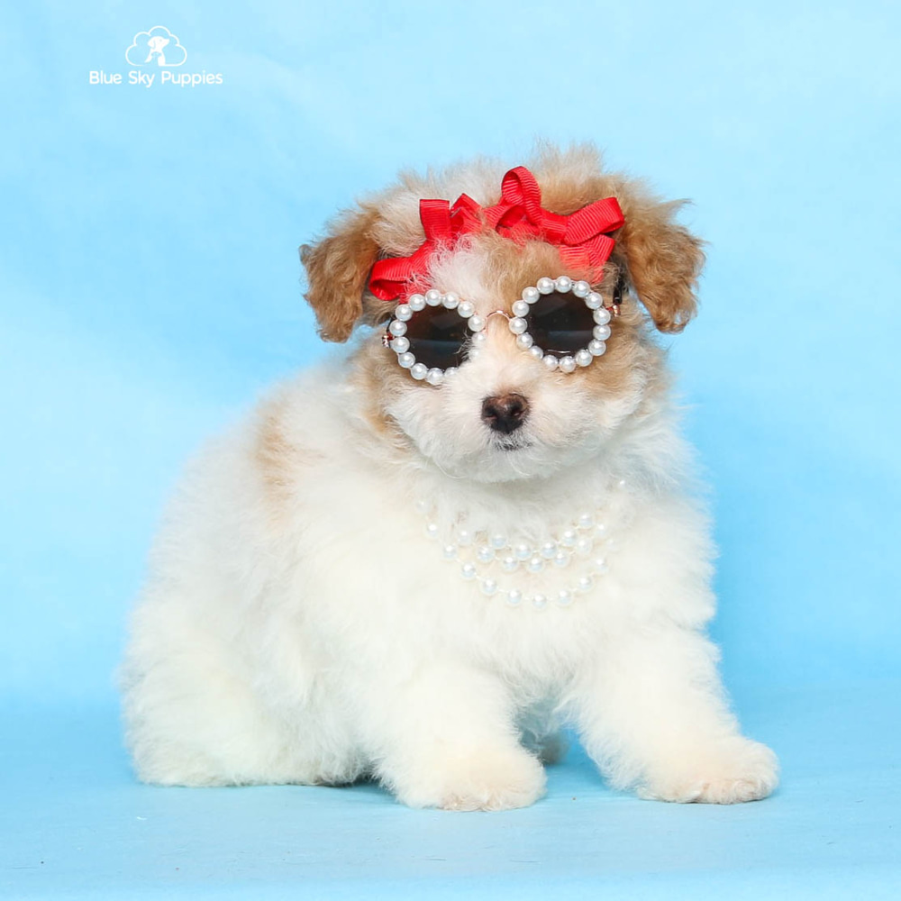 Daiquiri Bichonpoo F1 Puppy Adopted In Tampa Bay Fl Puppy Id