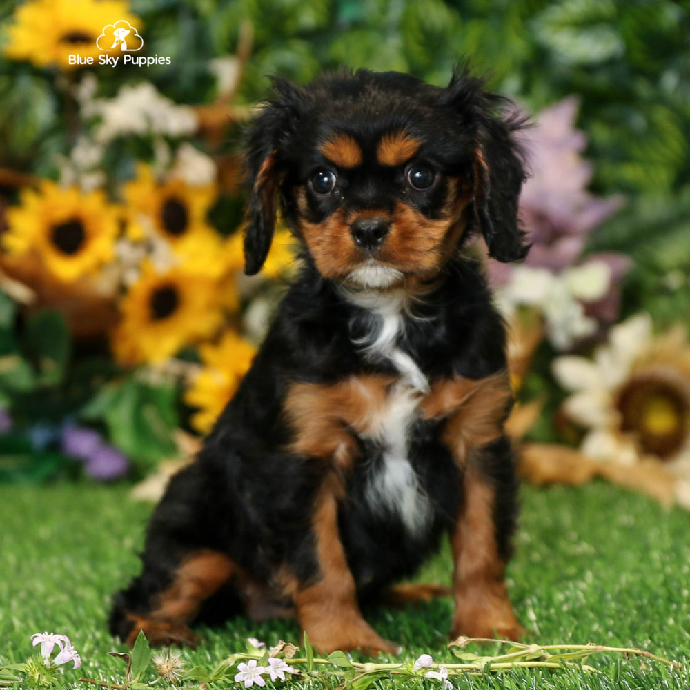 Elegant Blue Sky Puppies Orlando Reviews Images