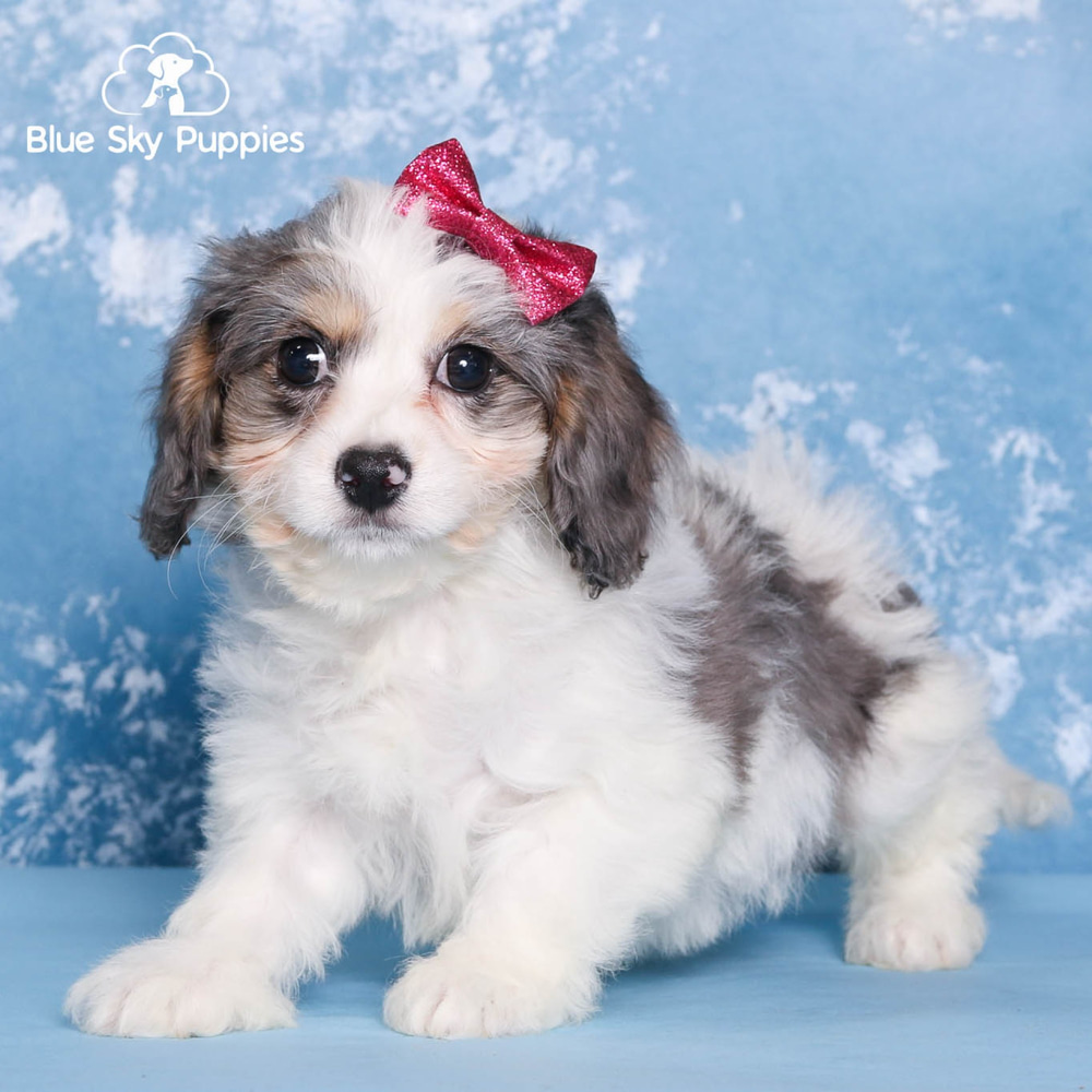 Extraordinary Blue Sky Puppies Orlando Reviews Photos